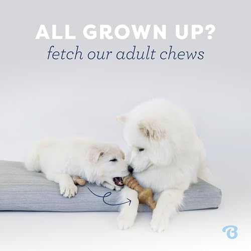 Benebone Puppy 4-Pack Dog Chew Toys - Image 7