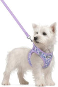 rabbitgoo Dog Harness Small Sized and Leash Set, Step-in Puppy Pet Vest by rabbitgoo