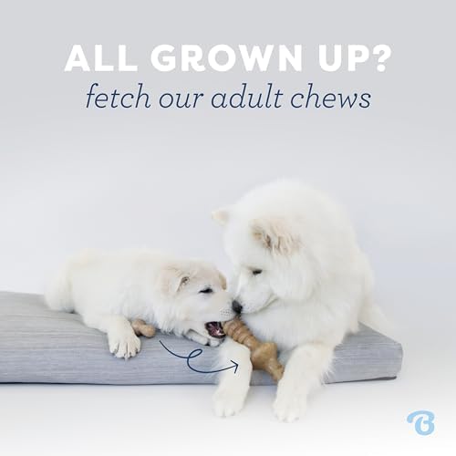 Benebone Puppy Fishbone Dog Chew Toys, Softer - Image 5