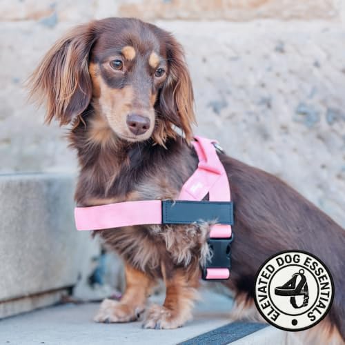 Dog Friendly Co. Dog Harness for Small Dogs, Adjustable - Image 5