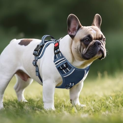 Timos Small Dog Harness, No Pull No Choke, Easy On & Off, Royal Blue - Image 5