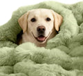 SOMAHE Dog Blanket for Couch Bed, Soft Faux Fur, Large 39x31 Fruit Green by COZYHOMECHICSTYLE