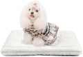 Pet Bed Extra Small 12 x 18 for Crate or Cage Fits Tiny Dogs And Indoor Cats by ZihapgpzpPetSupplies