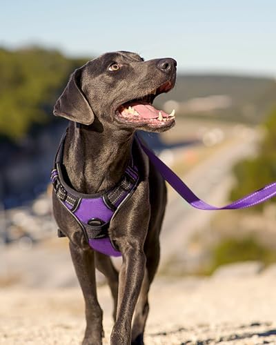 Joytale No Pull Dog Harness for Small Dogs, Front Clip - Image 6