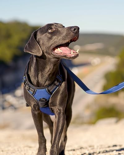 Joytale No Pull Dog Harness Medium Sized Dog, Front Clip - Image 6