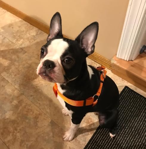 PUPTECK No Pull Dog Harness Large Sized Step-in Adjustable Puppy Vest - Image 6