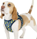 rabbitgoo Step-in Small Dog Harness, Puppy Vest by rabbitgoo