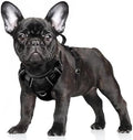 BARKBAY No Pull Dog Harness Large Reflective Dog Harness by BARKBAY