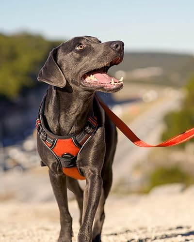 Joytale No Pull Dog Harness for Small Dogs, Front Clip - Image 6