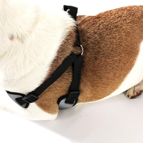 AKC Premium Padded Step-in Dog Harness – Soft Comfort Fit - Image 2