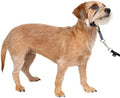 PetSafe Gentle Leader No Pull Dog Headcollar, Charcoal Gray by PetSafe