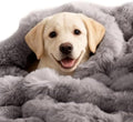 SOMAHE Dog Blanket for Couch Bed, Soft Faux Fur, Large 39x31 Dark Grey by COZYHOMECHICSTYLE
