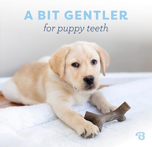 Benebone Puppy Maplestick Dog Chew Toy, Real Maple Wood - Image 2