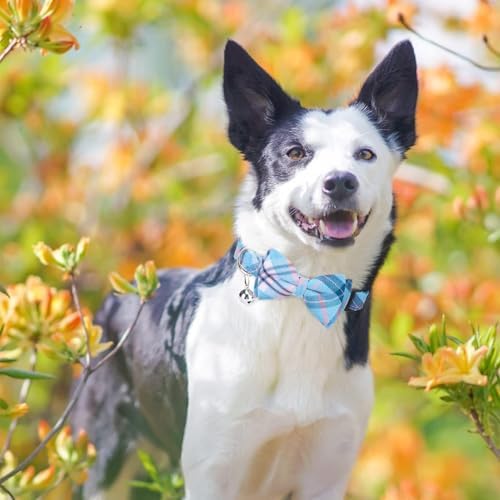 BINGPET No Pull Dog Harness Leash Collar Set, Adjustable Step-in Vest - Image 6