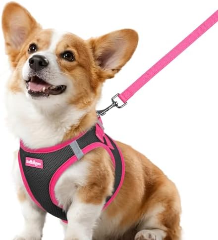 rabbitgoo Dog Harness Small Sized and Leash Set, Step in Soft Vest by rabbitgoo