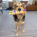 Outward Hound by Charming Pet Squawkers Henrietta Latex Squeaky Rubber Chicken - Image 5