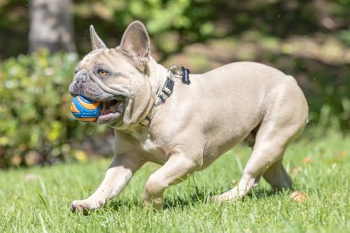 Chuckit! Ultra Squeaker Fetch Balls - Image 3