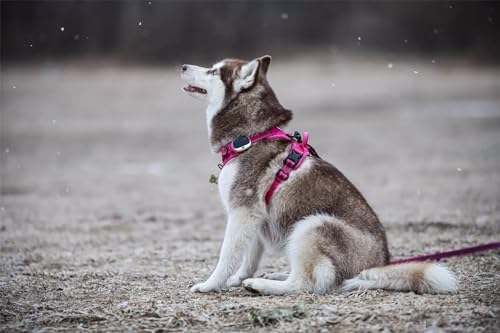 TRUE LOVE Adjustable No-Pull Dog Harness Reflective Pup Vest Harnesses - Image 6