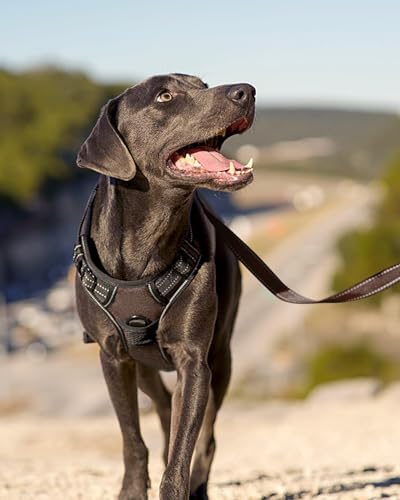 Joytale No Pull Dog Harness for Extra Large Dogs, Front Clip - Image 6