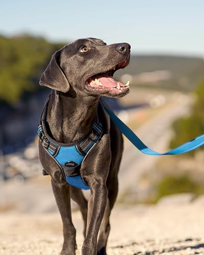 Joytale No Pull Dog Harness for Extra Large Dogs, Front Clip, Sky Blue - Image 6