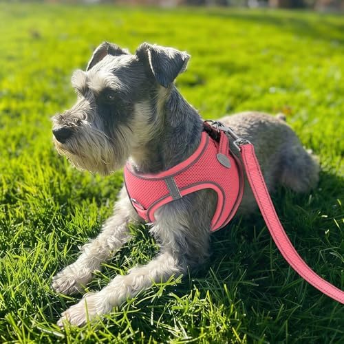 Joytale Step-in Dog Harness, Soft Breathable Mesh - Image 2