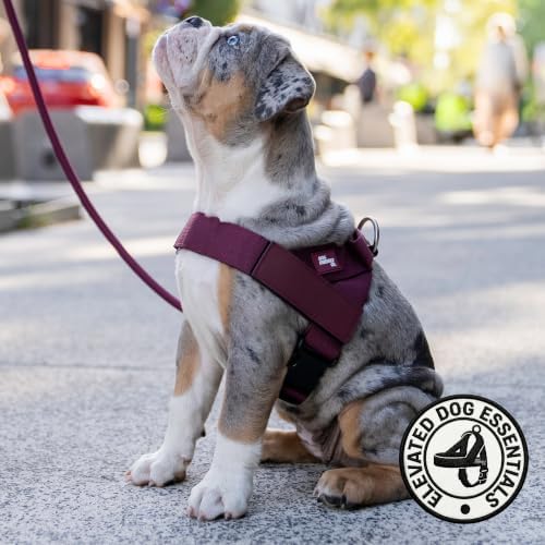 Dog Friendly Co. Dog Harness for Medium Sized Dogs - Image 6