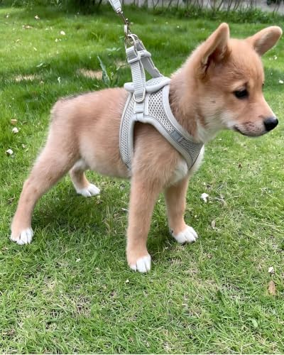 XXS Grey Soft Mesh Dog Harness and Leash Set, No Escape Puppy Harnesses - Image 2