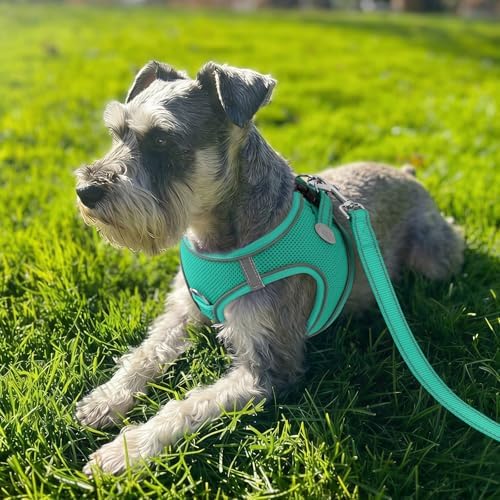 Joytale Step-in Dog Harness, Soft Breathable Mesh, Teal XXS - Image 2