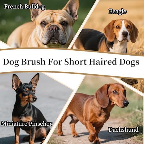 Soft Boar Bristle Dog Brush for Short Haired, Ideal Pet Hair Brush - Image 3