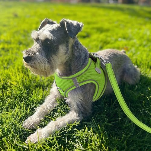 Joytale Step-in Dog Harness, Soft Breathable Mesh - Image 2