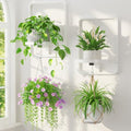 LASZOLA Plant Picture Frame Holder Shelf Wall Window Indoor by LASZOLA