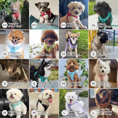 BELLA & PAL Step in Puppy Harness and Leash Set - Image 4