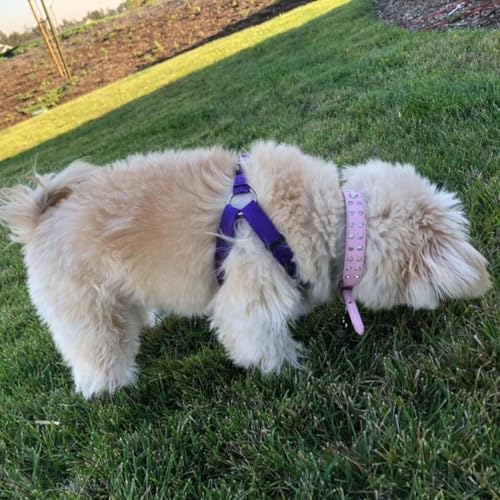 PUPTECK No Pull Dog Harness Small Sized Step-in Adjustable Puppy Vest - Image 6