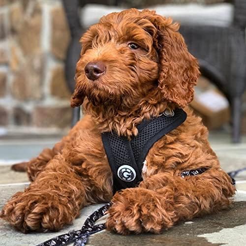 Gooby Comfort X Head-in Dog Harness, Choke-Free - Image 2