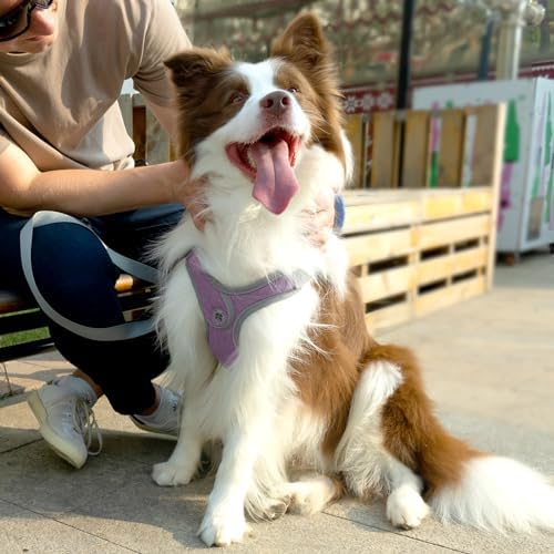 Patas Lague Dog Harness with Leash Set - Image 2