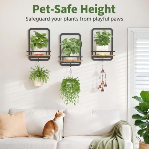 LASZOLA Plant Picture Frame Holder Shelf Wall Window Indoor - Image 6