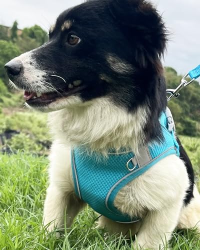 Dog Harness for Small Medium Sized Dog, Step in Puppy Harness and Leash Set - Image 2