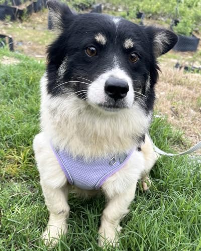 Dog Harness & Leash Set - Image 2