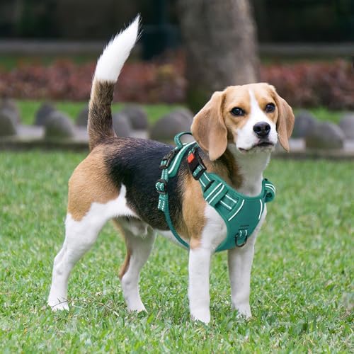 Timos Dog Harness Medium Sized, Quick Release 3 Buckles, Grass Green - Image 6