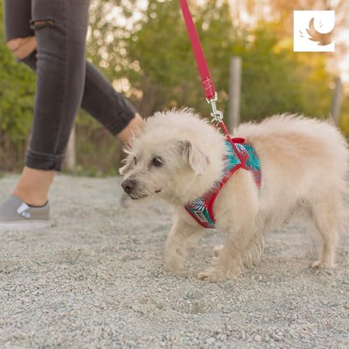 RC Pet Products Cirque Soft Walking Step-in Dog Harness, Pineapple Parade - Image 7