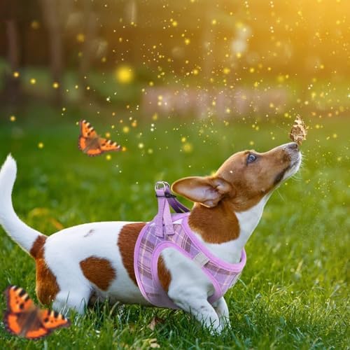 KOOLTAIL Dog Harness and Leash Set - Image 6
