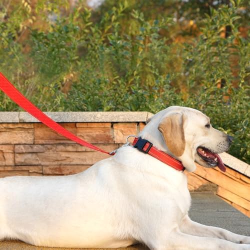 6 FT Basic Dog Leash for Small Dogs - Image 3