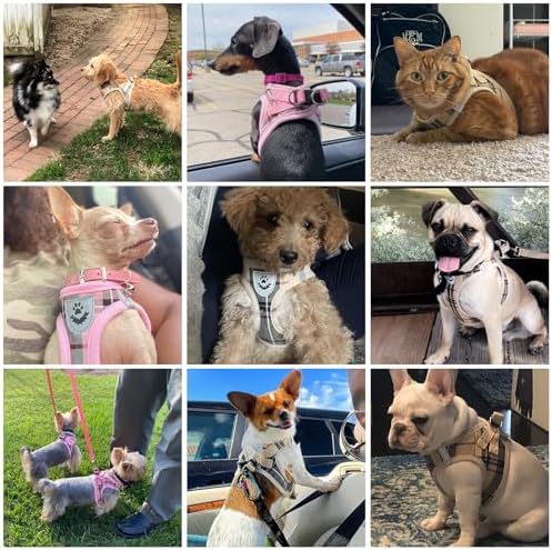 KOOLTAIL Dog Harness and Leash Set - Image 2