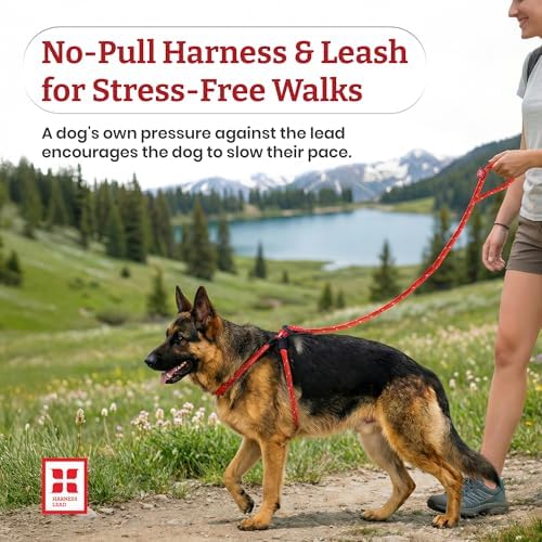 Harness Lead No Pull Dog Harness and Leash Set, Anti Pull Dog Harness, - Image 2