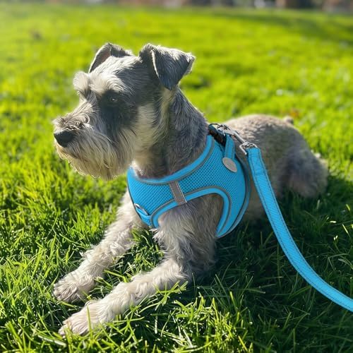 Joytale Step-in Dog Harness, Soft Breathable Mesh, Sky Blue M - Image 2