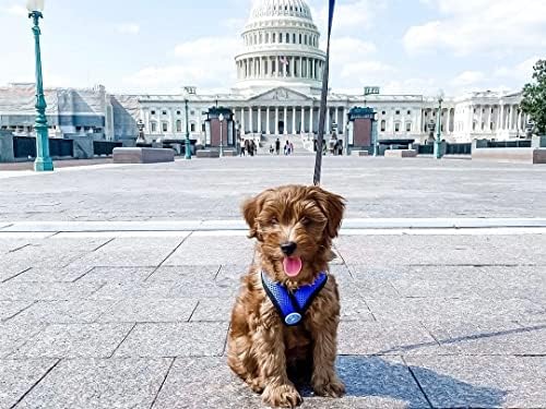 Gooby Comfort X Head-in Dog Harness, Choke-Free - Image 3