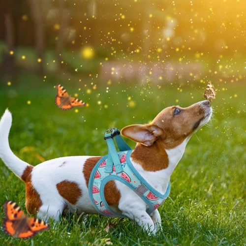 KOOLTAIL Dog Harness and Leash Set - Image 6