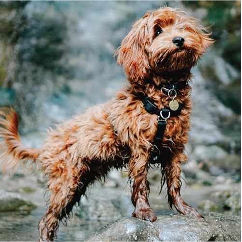 Blue-9 Balance Harness® for Dogs, Buckle-Neck, Hunter Green - Image 5