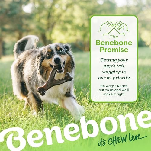 Benebone 2-Pack Wishbone/Dental Durable Dog Chew Toys, Real Bacon - Image 6