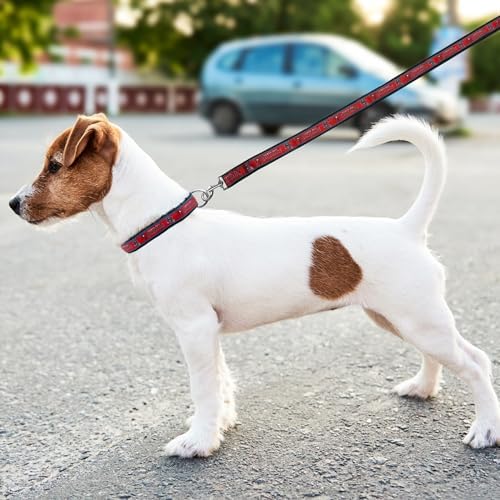 Tampa Bay Buccaneers Leash - Image 5